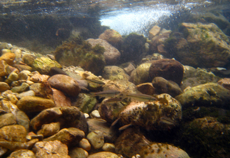 Torrente Astico 11/10/08